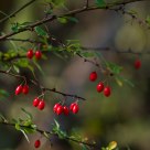 Red pearls